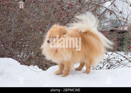 Niedlicher deutscher spitz Welpe steht auf einem weißen Schnee im Winterpark. Haustiere. Reinrassigen Hund. Stockfoto