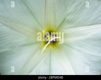 Vollformat-Aufnahme von weißen Blumen Stockfoto