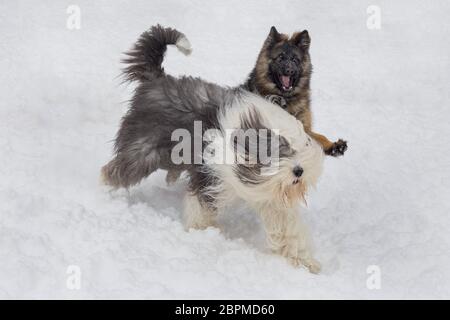 Schäferhund-Welpe und Bobtail-Schäferhund spielen auf einem weißen Schnee im Winterpark. Haustiere. Reinrassigen Hund. Stockfoto