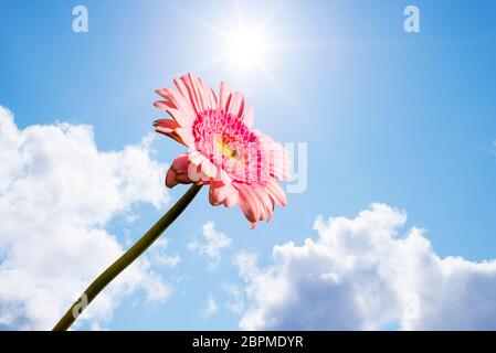 Single Rosa Gerbera Blume aufrecht gegen den sonnigen Himmel Stockfoto