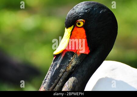 Der Kopf eines Sattelstorches Stockfoto