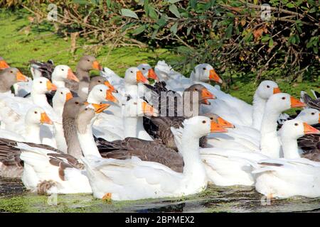 Gänse schwimmen auf ländlichen Teich. Flug von einheimischen Gänsen schwimmen auf dem Fluss. Schwarm von weißen und grauen Gänsen schwimmen auf Teich. Hausvögel Stockfoto