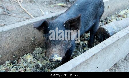 Kleines Ferkel, das aus dem Trog auf dem Hof isst. Lustige Schweine Junge junge Ferkel essen im Hof. Fütterung von kleinen Schweinen Stockfoto