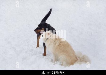 Rottweiler Welpe und Mehrzüchter spielen auf weißem Schnee im Winterpark. Haustiere. Reinrassigen Hund. Stockfoto