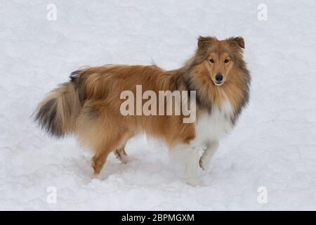 Niedliche Scotch Collie steht auf einem weißen Schnee im Winterpark. Haustiere. Reinrassigen Hund. Stockfoto