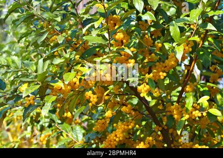 Cherry elaeagnus, Elaeagnus Multiflora mit vielen Beeren Stockfoto