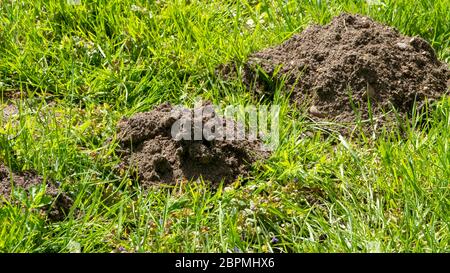 Mole Hill auf einer Wiese - Nationalpark an der Elbe Stockfoto