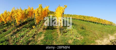 gelber Weinberg im Herbst in der Pfalz Panorama Stockfoto