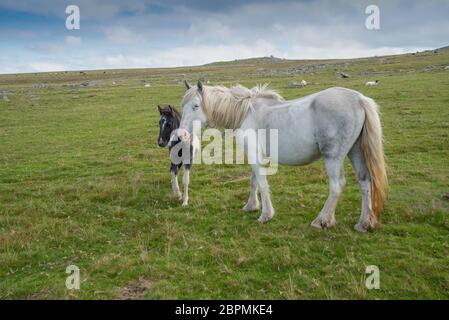 Wildpferd mit Fohlen im Bodmin Moor in Cornwall, England. Stockfoto