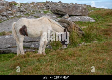 Wildpferd am Showery Tor am Bodmin Moor in Cornwall, England. Stockfoto