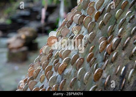 Münzen in einem Geld- oder Wunschbaum in St Nectans Glenn bei Tintagel im Norden Cornwalls. Stockfoto