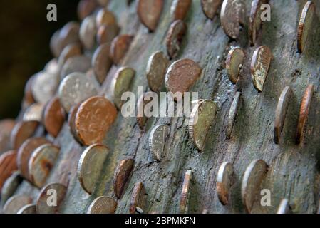 Münzen in einem Geld- oder Wunschbaum in St Nectans Glenn bei Tintagel im Norden Cornwalls. Stockfoto