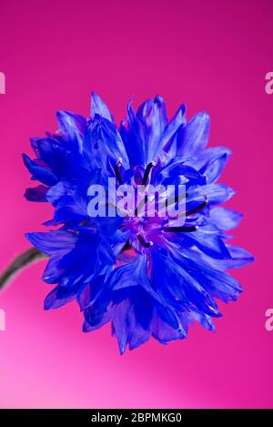 Makroaufnahme von blauer frischer Kornblume auf dem rosa Hintergrund Stockfoto