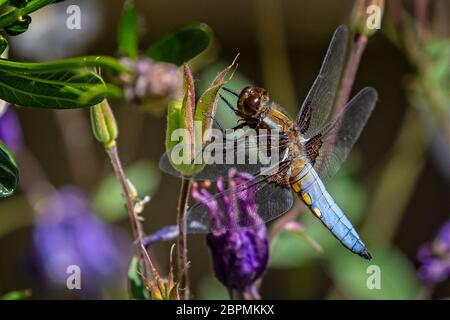 Nahaufnahme einer schönen Libellula depressa - Libellula depressa - auf einer Pflanzenknospe mit auffallendem blauen Bauch Stockfoto