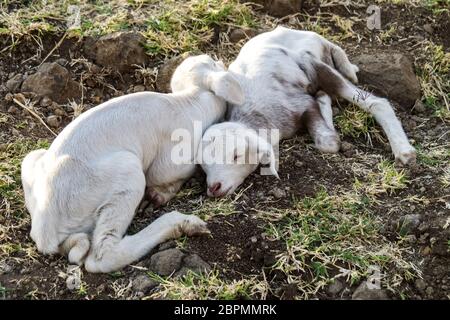 Ziegen in Äthiopien in der Nähe des Blauen Nil fällt, Tis-Isat fällt in Amara Region von Äthiopien, Ostafrika Stockfoto