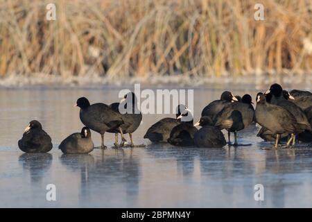 Eurasischen Blässhuhn (Fulica atra) im Winter. Lage: komana Naturpark, Rumänien Stockfoto