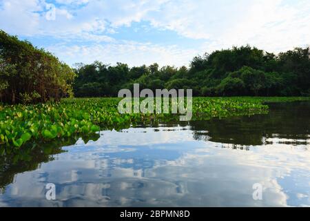 Panorama vom Pantanal, brasilianische Feuchtgebiet Region. Schiffbaren Lagune. Südamerika-Wahrzeichen Stockfoto