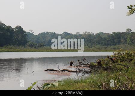 Eine Herde Hoatzins, die auf toten Baumschutt thront, die über einem See im Amazonas-Regenwald, Tambopata, Peru, ragen Stockfoto