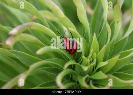 Die criocera der weißen Lilie in Liebe (Lilioceris lilii Scopoli) Stockfoto