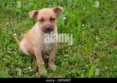 Hund, Mischling, grüne Augen, braune Haare Stockfoto