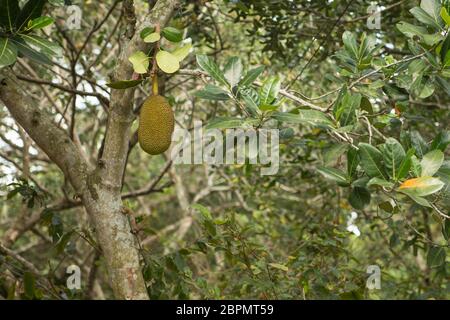 Viele Jack Früchte auf Baum, Haufen von Jack Früchte auf einem Baum Stockfoto