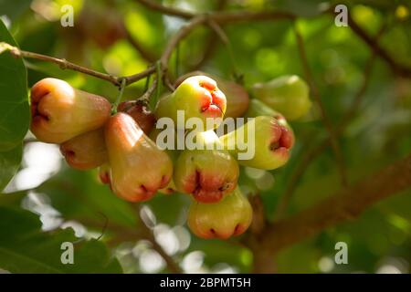 Rosenäpfel oder Chomphu auf Baum singen einen warmen Tag Stockfoto