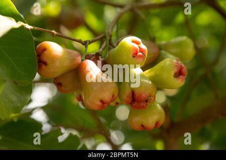 Rosenäpfel oder Chomphu auf Baum singen einen warmen Tag Stockfoto