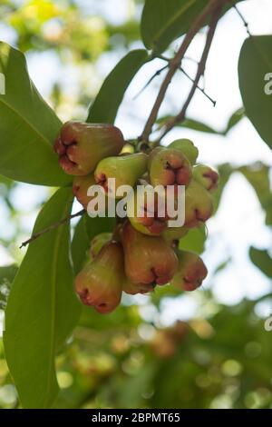 Rosenäpfel oder Chomphu auf Baum singen einen warmen Tag Stockfoto