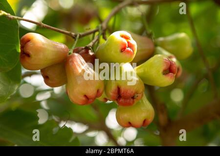 Rosenäpfel oder Chomphu auf Baum singen einen warmen Tag Stockfoto