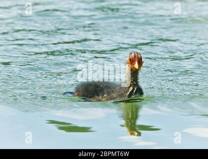 Ein einziges Jungtier einer Gallinule, ein Moorhen, mit einem lustigen roten und gelben Federn am Kopf, das im Wasser schwimmt Stockfoto