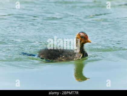 Ein einziges Jungtier einer Gallinule, ein Moorhen, mit einem lustigen roten und gelben Federn am Kopf, das im Wasser schwimmt Stockfoto