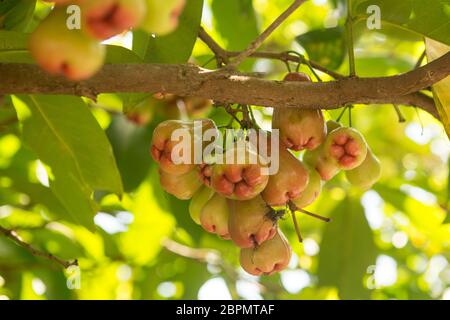 Rosenäpfel oder Chomphu auf Baum singen einen warmen Tag Stockfoto