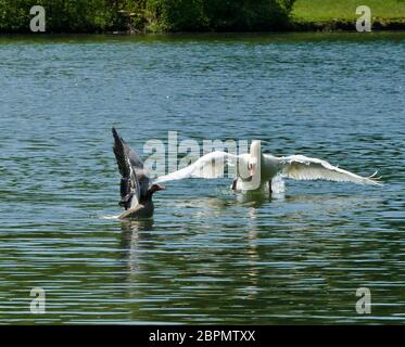 Ein Schwan jagt eine Graugans und wirft die Gans in einen See im Wasser Stockfoto