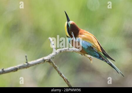 Europäischer Bienenfresser (Merops apiaster), der Gefieder und Kratzkopf auf Ast raucht Stockfoto