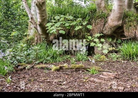 Loch im Boden unter Baumwurzeln im Waldboden mit toten Blättern, Blaubellen und verfallenden Ästen mit Moos auf dem Boden. Stockfoto