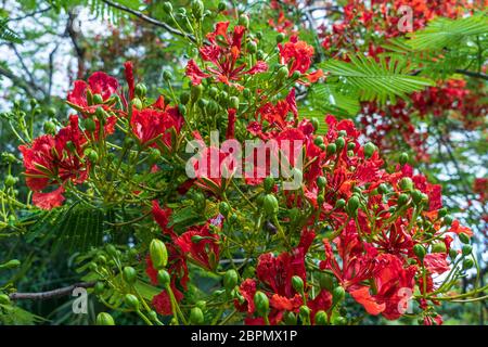 Royal poinciana Baum (Delonix regia) rote Blumen - Davie, Florida, USA Stockfoto