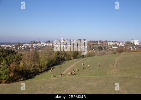 Blick auf die Stadt Schöneck im Vogtland. Im Vordergrund sieht man Kühe auf einer Weide. Stockfoto