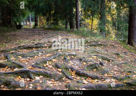 Ein Waldweg in der Nähe der kleinen Stadt Schöneck mit vielen Wurzeln im Herbst. Stockfoto