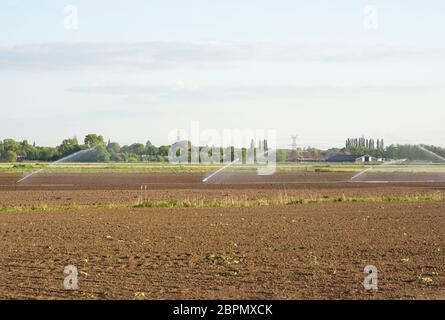 Bewässerung des Feldes mit mehreren Sprinklern Stockfoto