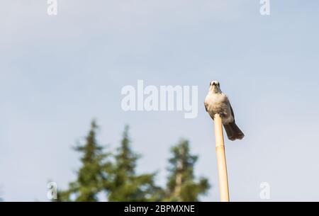 Szene von einem netten östlichen Phoebe ruht auf dem Holzmast.. Stockfoto