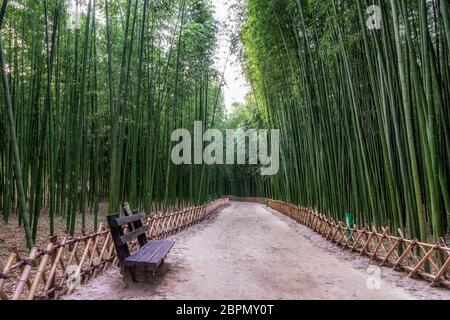 Eine Bank im Simnidaebat Bambuswald. Der berühmte Bambuswald im Ulsan Taehwagang River Grand Park hat ein ausgedehntes Bambusfeld, das die Gegend bedeckt Stockfoto