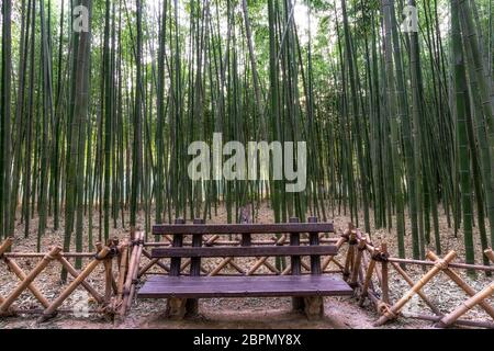 Eine Bank im Simnidaebat Bambuswald. Der berühmte Bambuswald im Ulsan Taehwagang River Grand Park hat ein ausgedehntes Bambusfeld, das die Gegend bedeckt Stockfoto