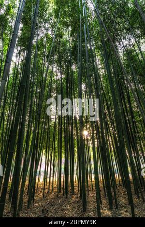 Simnidaebat Bambuswald. Der berühmte Bambuswald im Ulsan Taehwagang River Grand Park hat ein ausgedehntes Bambusfeld, das das Gebiet zwischen der Taehw bedeckt Stockfoto