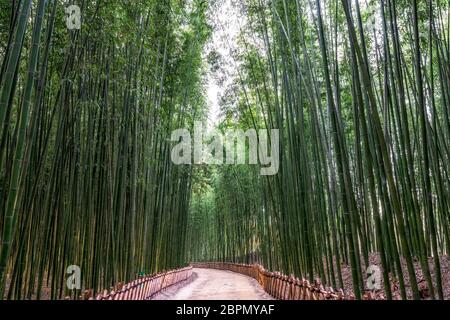 Simnidaebat Bambuswald. Der berühmte Bambuswald im Ulsan Taehwagang River Grand Park hat ein ausgedehntes Bambusfeld, das das Gebiet zwischen der Taehw bedeckt Stockfoto