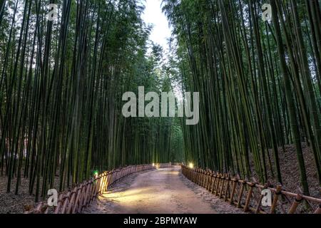 Simnidaebat Bambus Waldweg bei Nacht. Der berühmte Bambuswald im Ulsan Taehwagang River Grand Park hat ein ausgedehntes Bambusfeld, das das Are bedeckt Stockfoto