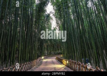 Simnidaebat Bambus Waldweg bei Nacht. Der berühmte Bambuswald im Ulsan Taehwagang River Grand Park hat ein ausgedehntes Bambusfeld, das das Are bedeckt Stockfoto