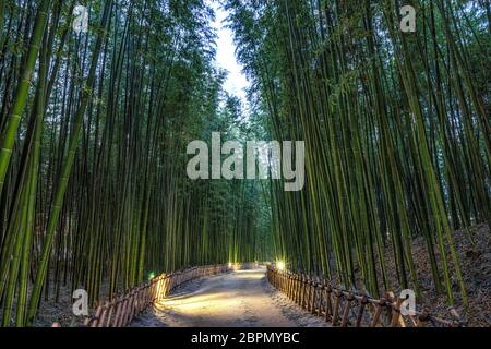 Simnidaebat Bambus Waldweg bei Nacht. Der berühmte Bambuswald im Ulsan Taehwagang River Grand Park hat ein ausgedehntes Bambusfeld, das das Are bedeckt Stockfoto