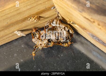 Papierwespennest (Mischocyttarus mexicanus) - Davie, Florida, USA Stockfoto