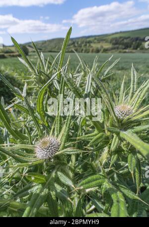 Blätter & Blütenknospen von Stier Thistle / Spear Thistle - Cirsium vulgare in einem sonnigen Feld in Großbritannien. Mögliche Metapher für Schmerz / schmerzhaft / scharf. Stockfoto