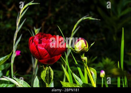 Außen Nahaufnahme einer leuchtend roten Paeonia 'Buckeye Belle' (Pfingstrose) und Gladiolus byzantinus dahinter, im Regen Stockfoto